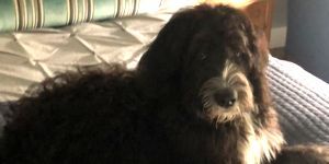 Bernedoodle puppy relaxing at home