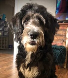 F1 Bernedoodle Sire