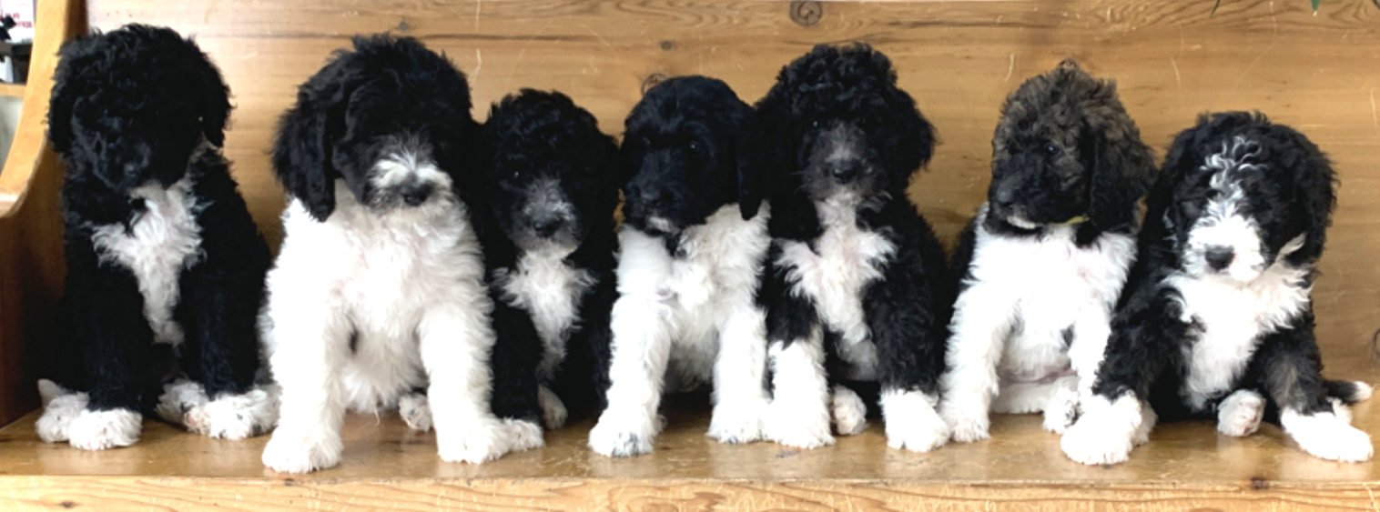 Group of Bernedoodle Puppies