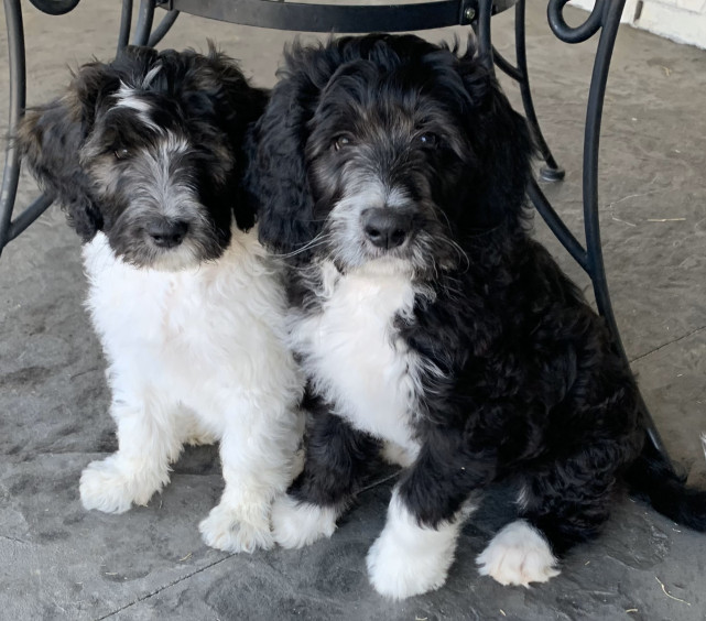 Bernedoodle Puppy Siblings
