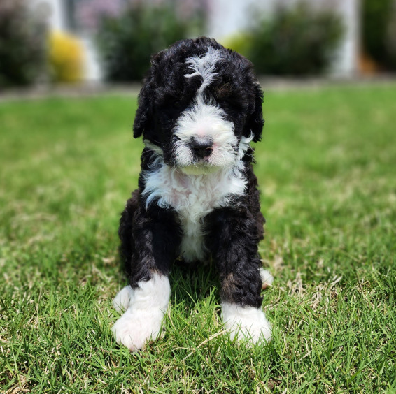 Bernedoodle Pup in the Yard