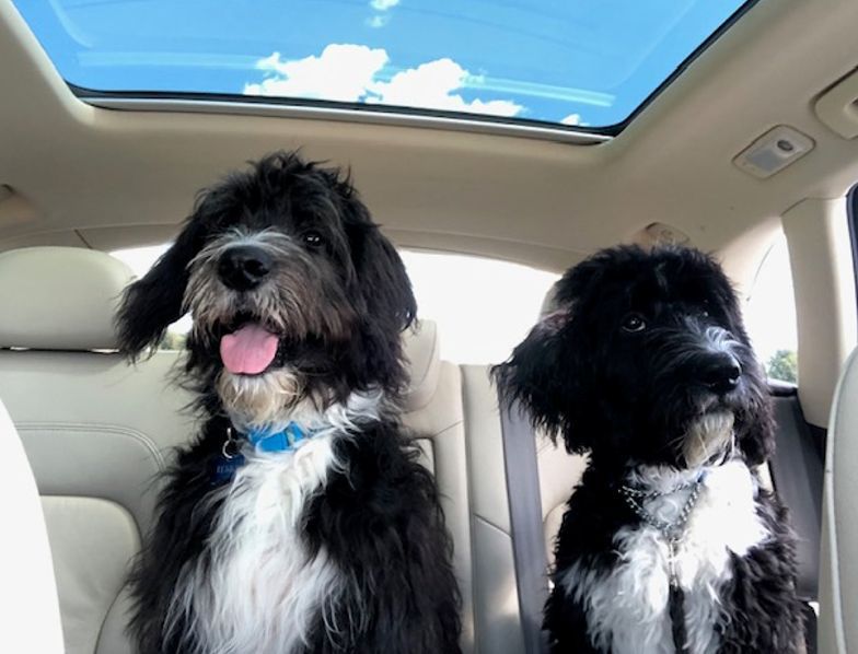 Bernedoodle Puppies Going for a Ride