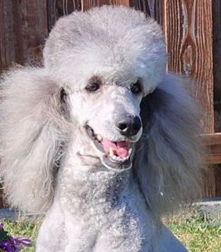 Standard Poodle, Bernedoodle Dam