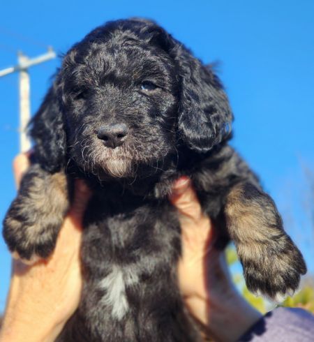 Standard Poodle, Mother of Bernedoodle Puppies, DOODLES ON BOARD