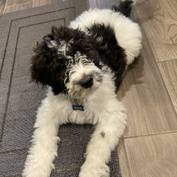 Prior Bernedoodle Puppy with testimonial