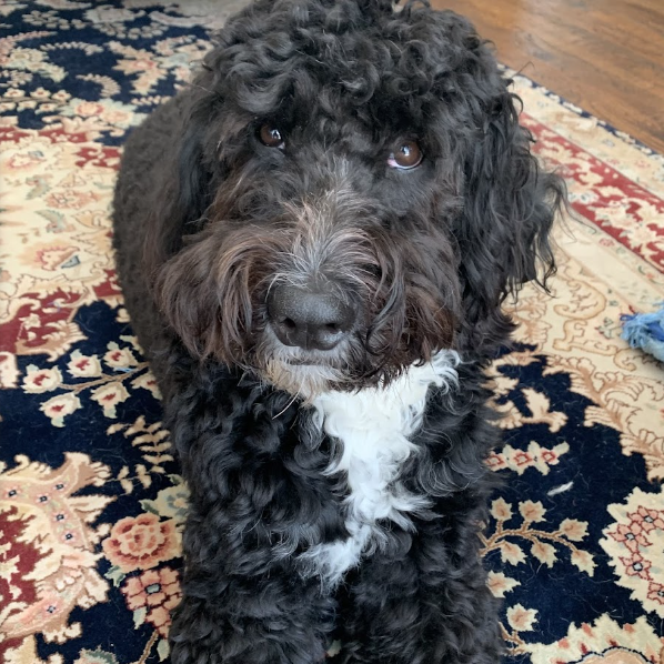Prior Bernedoodle Puppy