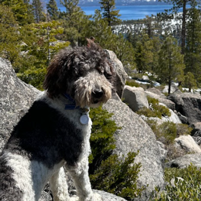 Prior Bernedoodle Puppy out on a hike