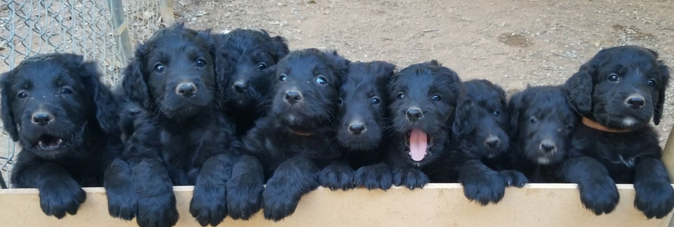 Goldendoodle puppies from an all-black female Standar Poodle - what an adorable litter of puppies!