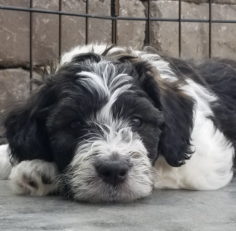 Lounging Bernedoodle Puppy