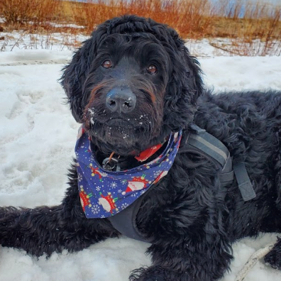 Prior Bernedoodle Puppy in the snow