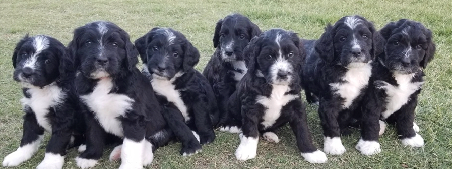 Bernedoodle Puppies Group Photo